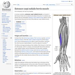 Extensor carpi radialis brevis muscle