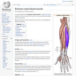 Extensor carpi ulnaris muscle