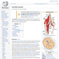 Gracilis muscle