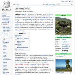 Dracaena (plant)
