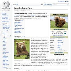 Eurasian brown bear Wiki