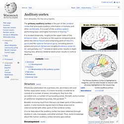 Primary auditory cortex