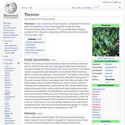 Theaceae