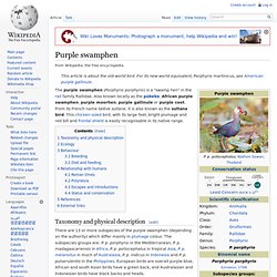 Purple swamphen