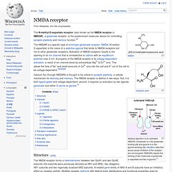 NMDA receptor