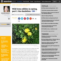 Wild Iowa edibles in spring, part 1: the dandelion