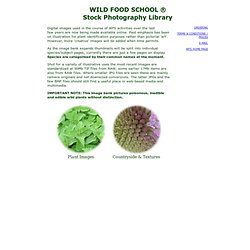 Wild Plant Stock Photos - Wild Food School