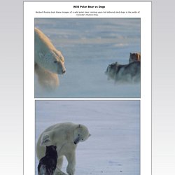 Wild Polar Bear vs Dogs