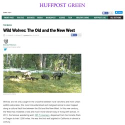 Wild Wolves: The Old and the New West