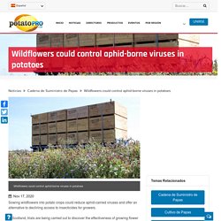 POTATOPRO 17/11/20 Wildflowers could control aphid-borne viruses in potatoes