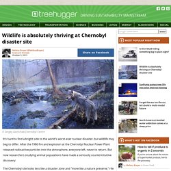Wildlife is absolutely thriving at Chernobyl disaster site