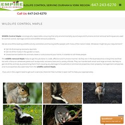 Wildlife Removal in Maple