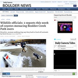 Wildlife officials: 2 reports this week of coyotes menacing Boulder Creek Path users