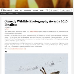 Comedy Wildlife Photography Awards 2016 Finalists