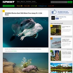 Wildlife Photos that Will Blow You Away Pt. 2 [16 Pics