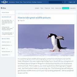 How to take great wildlife pictures