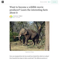 Want to become a wildlife movie producer? Learn the interesting facts about it