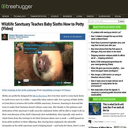 Wildlife Sanctuary Teaches Baby Sloths How to Potty (Video)