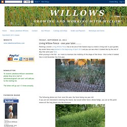 Living Willow Fence - one year later.......