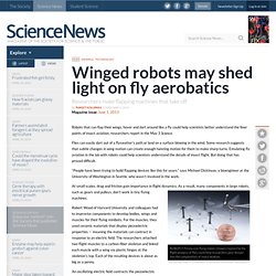 Winged robots may shed light on fly aerobatics