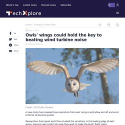 Owls' wings could hold the key to beating wind turbine noise