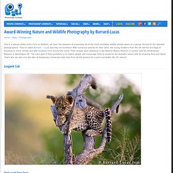 Award-Winning Nature and Wildlife Photography by Burrard-Lucas - StumbleUpon