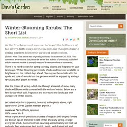 Winter-Blooming Shrubs: The Short List - Dave's Garden