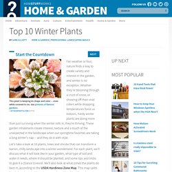 Top 10 Winter Plants