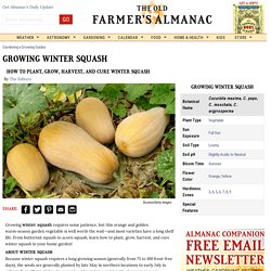 Winter Squash: How to Plant, Grow, Harvest, and Cure Winter Squash