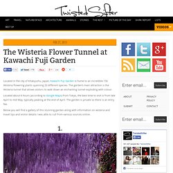 The Wisteria Flower Tunnel at Kawachi Fuji Garden