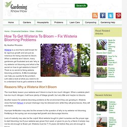 Wisteria Won’t Bloom? How To Get A Wisteria To Flower