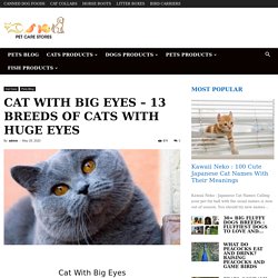 Cat With Big Eyes - 13 Breeds of Cats With Huge Eyes - PetCareStores