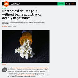 New opioid douses pain without being addictive or deadly in primates