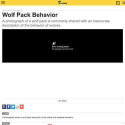 Wolf Pack Behavior