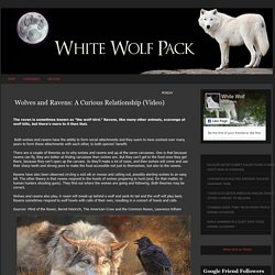 Wolves and Ravens: A Curious Relationship