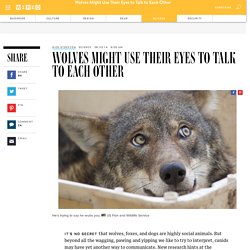 Wolves Might Use Their Eyes to Talk to Each Other