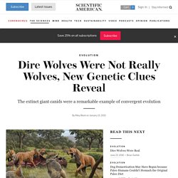 Dire Wolves Were Not Really Wolves, New Genetic Clues Reveal