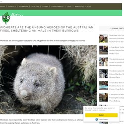 Wombats are the Unsung Heroes of the Australian Fires, Sheltering Animals in Their Burrows
