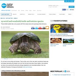 19 weird and wonderful turtle and tortoise species
