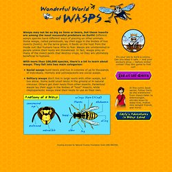 Wonderful World of Wasps - Web Comic