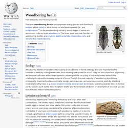 Woodboring beetle