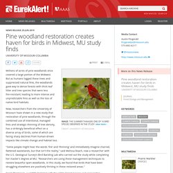 Pine woodland restoration creates haven for birds in Midwest, MU study finds
