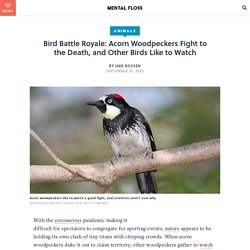 Woodpeckers Fight, and Other Birds Like to Watch
