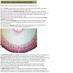 woody tissue: xylem, phloem, early and late wood