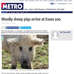 Woolly sheep pigs arrive at Essex zoo Tropical Wings