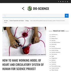 working model of heart and circulatory system of human