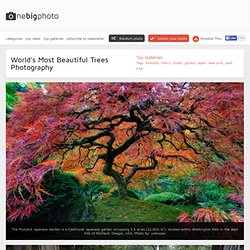 World's Most Beautiful Trees Photography - One Big Photo