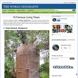 15 Famous Living Trees