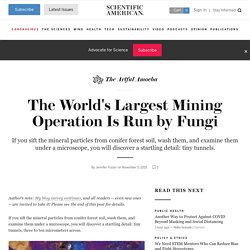 The World's Largest Mining Operation Is Run by Fungi