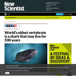 World’s oldest vertebrate is a shark that may live for 500 years